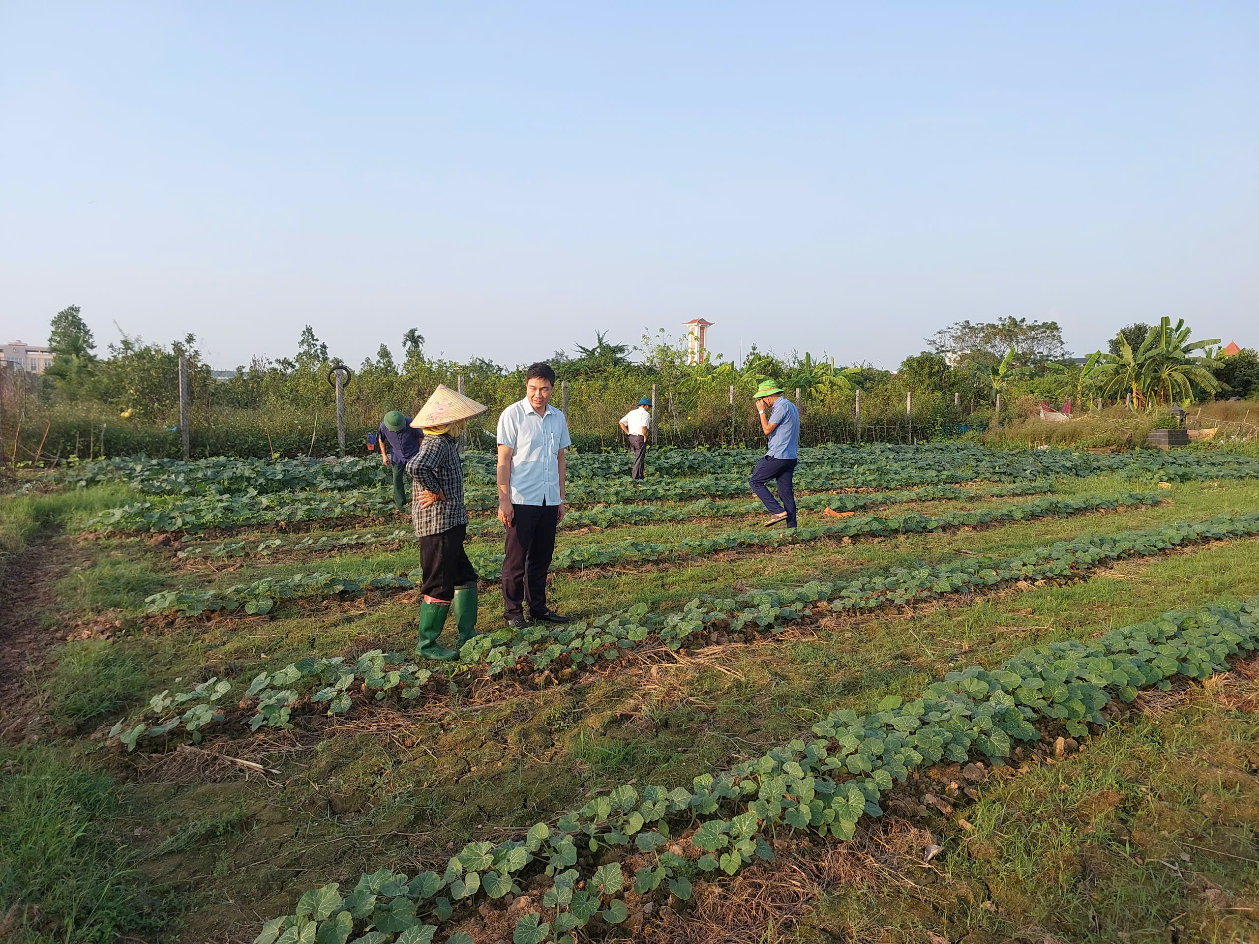 Kiểm tra mô hình trồng bí đỏ tăng diện tích sản xuất vụ đông của các tổ chức chính trị xã hội và hợp tác xã